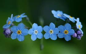 Blaue Blumen, Vergissmein HD Hintergrundbilder