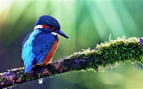blaue Eisvogel HD Hintergrundbilder