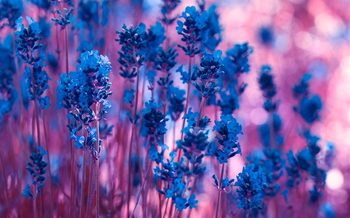 Blau Lavendel Blumen close-up Hintergrundbilder Bilder