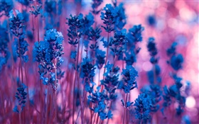 Blau Lavendel Blumen close-up