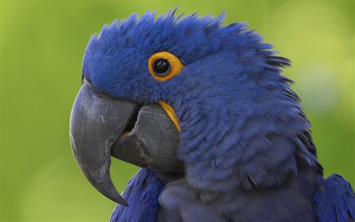 Blauer Papagei Kopf close-up Hintergrundbilder Bilder