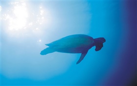 Blaues Meer, Schildkröten, Unterwasser, Sonnenstrahlen HD Hintergrundbilder