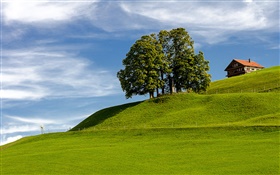 Blauer Himmel, Gras, Baum, Haus, Hügel, Einsiedeln, Schwyz, Schweiz HD Hintergrundbilder