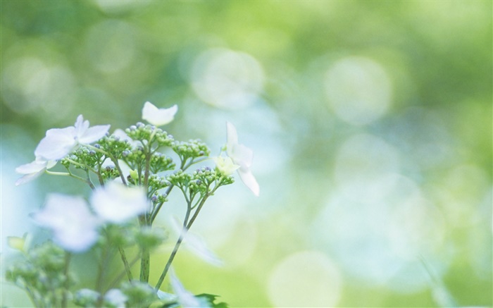 Bokeh, Wildblumen Hintergrundbilder Bilder