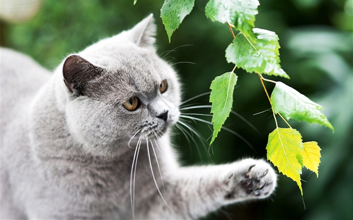 Britische Katze, Pfote, Laub Hintergrundbilder Bilder