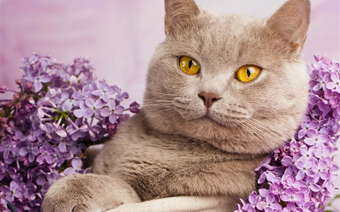 Britisch Kurzhaar, gelbe Augen, Katze mit Blumen Hintergrundbilder Bilder