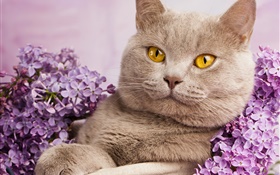 Britisch Kurzhaar, gelbe Augen, Katze mit Blumen HD Hintergrundbilder