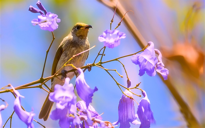 Brown Honeyeater, Vogel, Jacarandablüte Hintergrundbilder Bilder