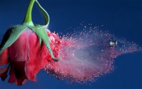 Kugel getroffen rote Rose Blume, Trümmer fliegen