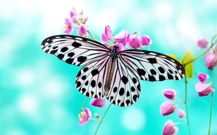 Schmetterling und lila Blumen Hintergrundbilder Bilder
