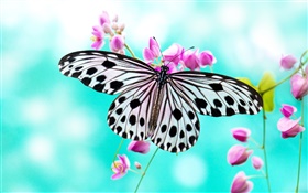 Schmetterling und lila Blumen HD Hintergrundbilder