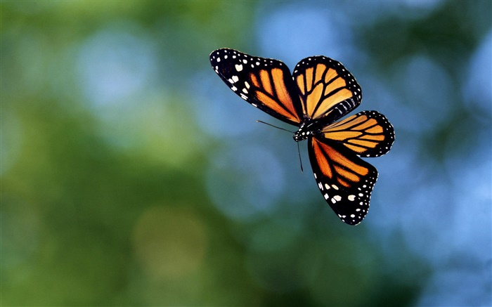 Schmetterling fliegen, Bokeh Hintergrundbilder Bilder
