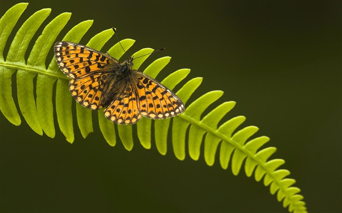 Schmetterling, Blatt Hintergrundbilder Bilder
