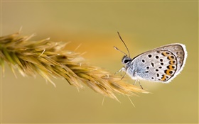 Schmetterling auf dem Weizen HD Hintergrundbilder