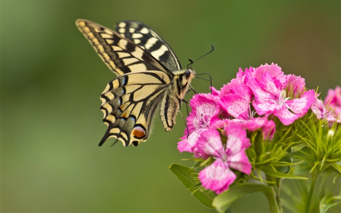 Schmetterling, rosa Blüten Hintergrundbilder Bilder
