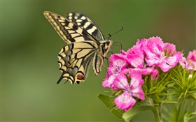 Schmetterling, rosa Blüten HD Hintergrundbilder