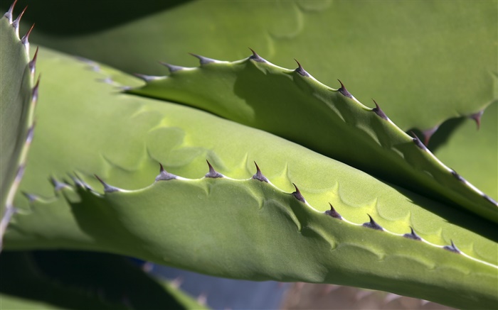 Kaktus, Dornen close-up Hintergrundbilder Bilder