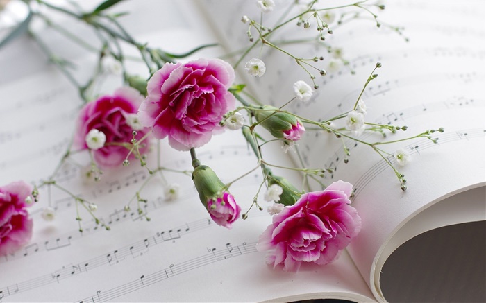 Nelken, rosa Blüten, Buch Hintergrundbilder Bilder