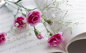 Nelken, rosa Blüten, Buch HD Hintergrundbilder