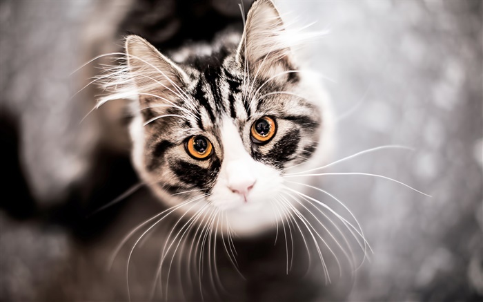 Cat nachschlagen, Gesicht, Schnurrbart Hintergrundbilder Bilder