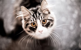 Cat nachschlagen, Gesicht, Schnurrbart HD Hintergrundbilder