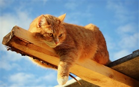 Cat Rest an der Holz HD Hintergrundbilder