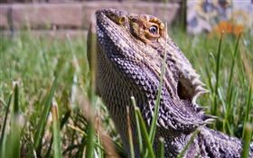 Chameleon steckte den Kopf im Gras HD Hintergrundbilder
