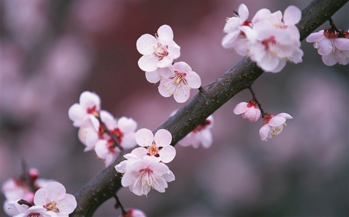 Cherry Blumen blühen, Zweige Hintergrundbilder Bilder