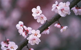 Cherry Blumen blühen, Zweige HD Hintergrundbilder