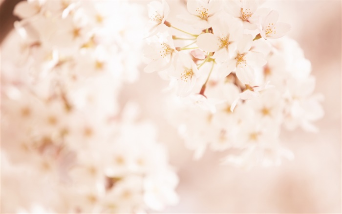 Kirschblumen, verschwommene Hintergrundbilder Bilder
