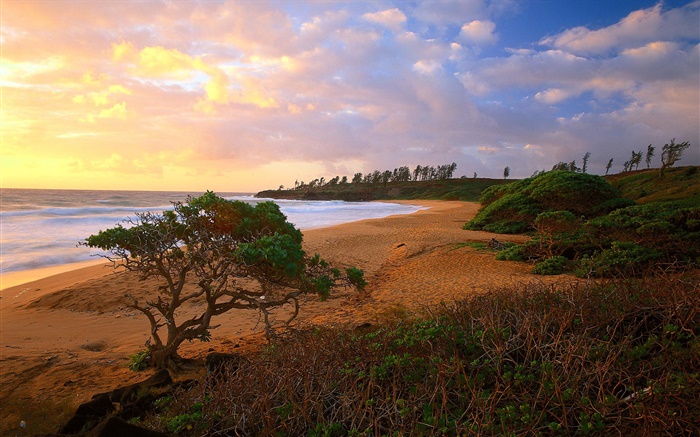 Küste, Meer, Strand, Gras, Sand, Bäume, Wolken, Sonnenaufgang Hintergrundbilder Bilder