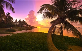 Küste, Meer, Brücke, Palmen, Sonnenaufgang HD Hintergrundbilder