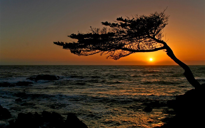 Küsten, ein Baum, Silhouette, Sonnenuntergang Hintergrundbilder Bilder