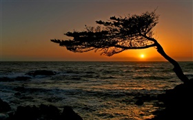 Küsten, ein Baum, Silhouette, Sonnenuntergang