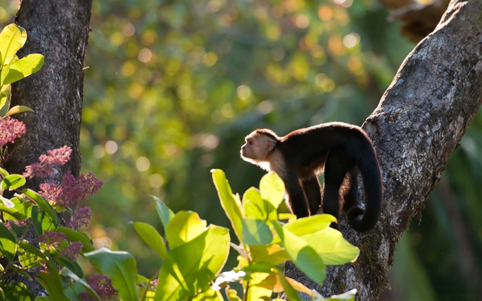 Costa Rica, Affe, Wald Hintergrundbilder Bilder