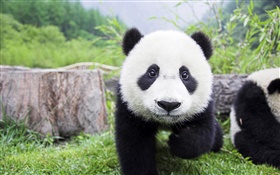 Nette Tiere, weiß schwarz Farben, panda HD Hintergrundbilder