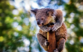 Niedliche, pelzige Koala, Bokeh HD Hintergrundbilder