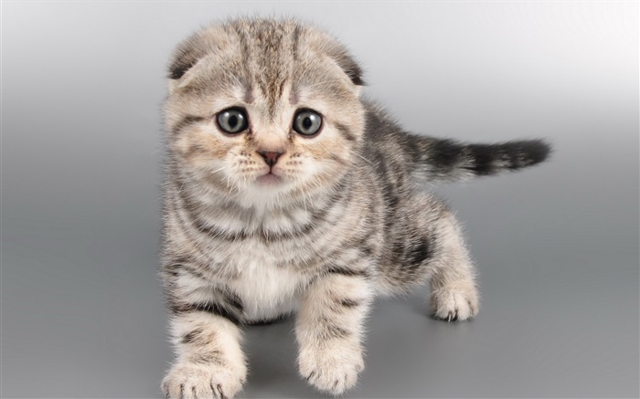 Nettes graues Kätzchen, Gesicht Hintergrundbilder Bilder