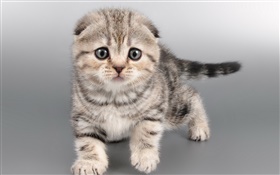 Nettes graues Kätzchen, Gesicht HD Hintergrundbilder