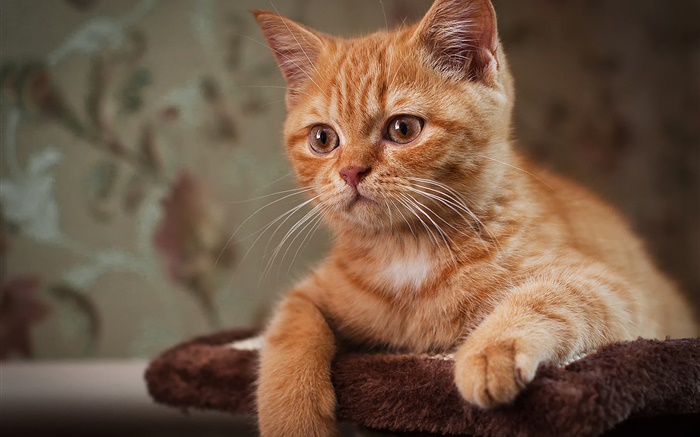 Nettes Kätzchen, braune Katze Hintergrundbilder Bilder