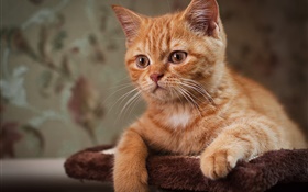Nettes Kätzchen, braune Katze HD Hintergrundbilder