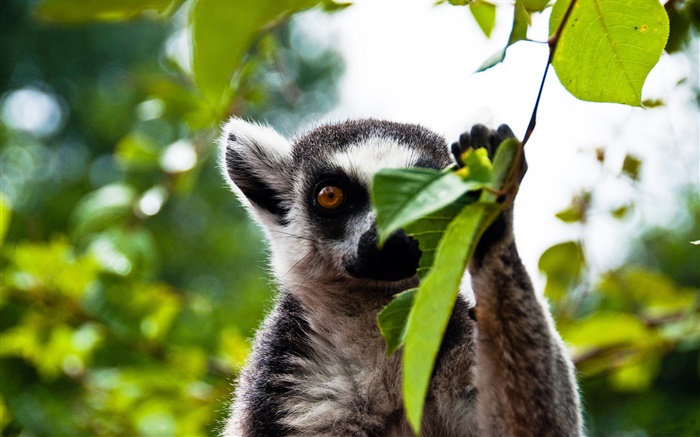 Netter lemur Hintergrundbilder Bilder
