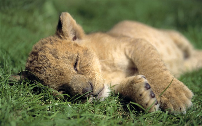 Nette kleine Löwe Schlaf Hintergrundbilder Bilder
