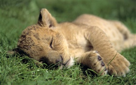 Nette kleine Löwe Schlaf