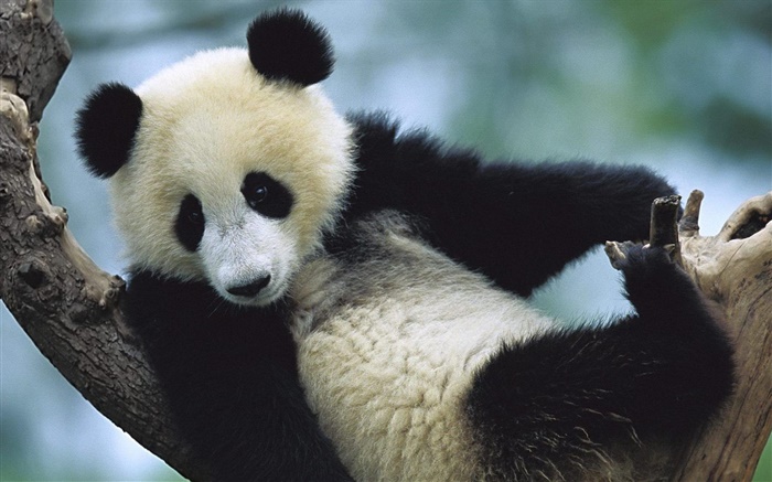 Netter Panda Hintergrundbilder Bilder
