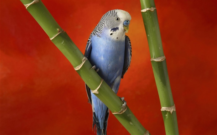 Niedlicher papagei, rotem Hintergrund Hintergrundbilder Bilder