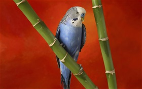 Niedlicher papagei, rotem Hintergrund HD Hintergrundbilder