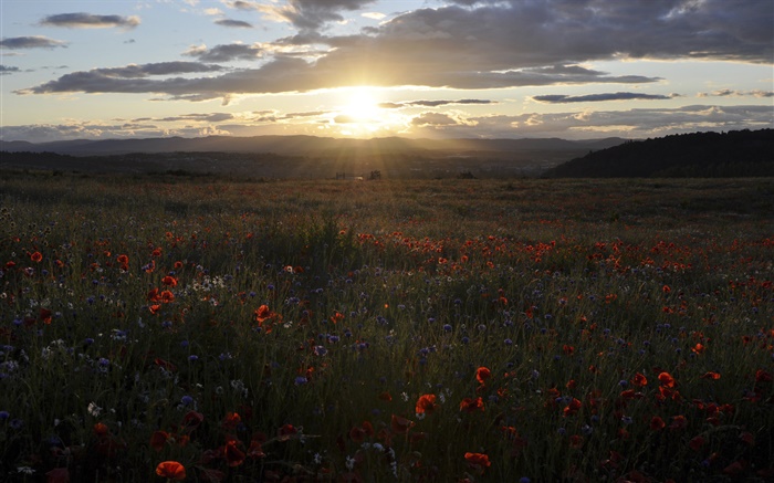 Gänseblümchen, Kornblumen, Mohnblumen, Sonnenuntergang, Schottland, Großbritannien Hintergrundbilder Bilder