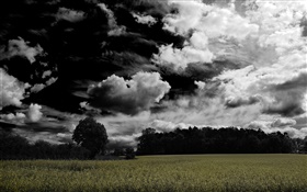 Dunkle Wolken, Bäume, Felder HD Hintergrundbilder