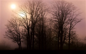 Morgendämmerung, Bäume, Sonnenaufgang HD Hintergrundbilder